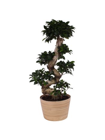 FIC MI GINSENG KASPÓS