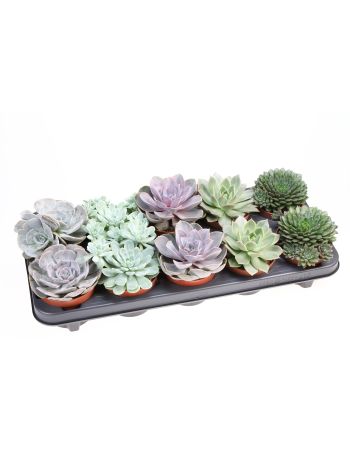 ECHEVERIA MIX*10