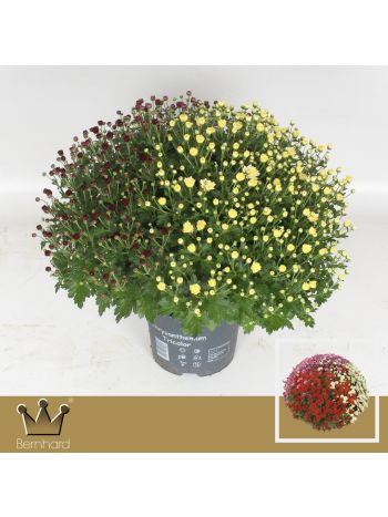 CHRYS TRICOLOR GÖMB MIX BERNH