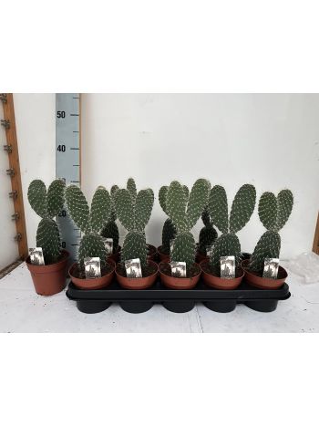 OPUNTIA