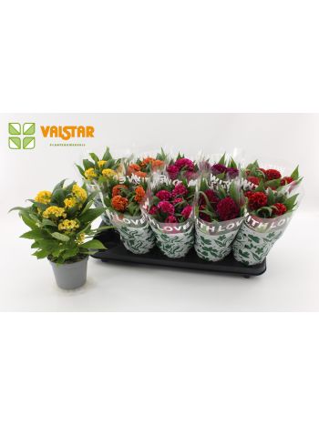 CELO CR TWIST GEMENG