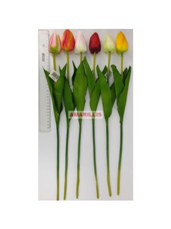 Szálas tulipán  (48 db/#)