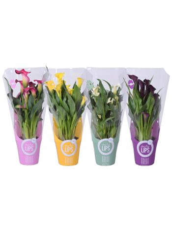 ZZ ZANT MORE LIPS MIX