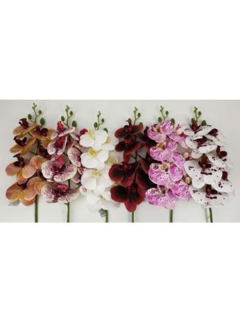 Orchidea ág 20568