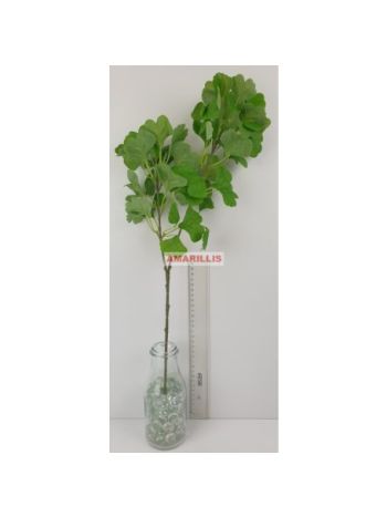Ginko biloba ág 20596