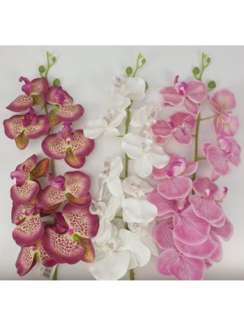 20739 Orchidea ág