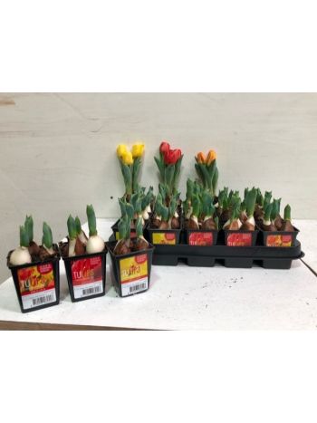 ZZ TULP BABY GEM 7CM