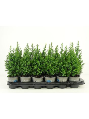 CHAM THYOIDES TOP POINT