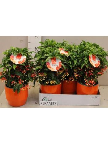 ARDIS CR BOS PR ORANGE KASPÓS