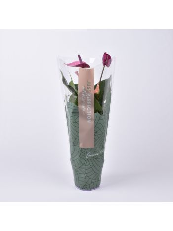 ZZ ANTH CAVALLI JUST PERFECT