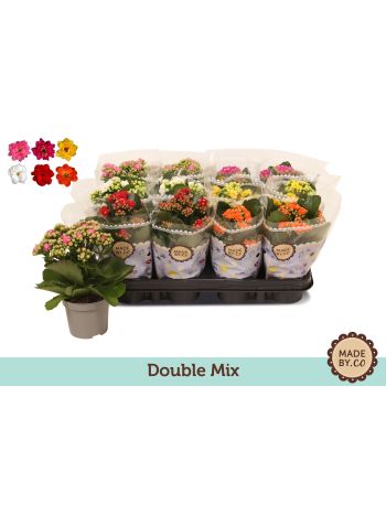 ZZ KAL MIDI TST COLOUR