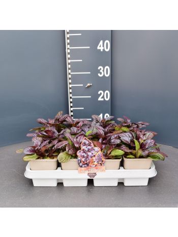AJUGA REPTANS ATROPURPUREA