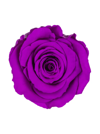 ZZ A TARTÓSRÓZSA LL PUR 02