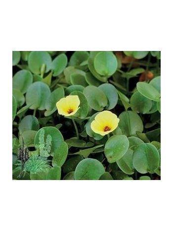 VIZI HYDROCLEYS NYMPHOIDES BEKER MEDIUM