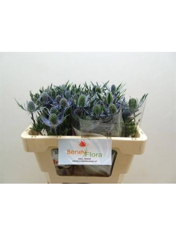 ERYN MAG BLUE LAGOON 60CM