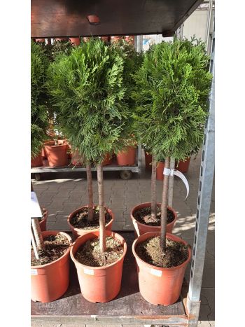 THUJA SAMARAGD TÖRZSES ITA