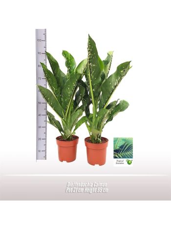 DIEFFENBACHIA CAIMAN