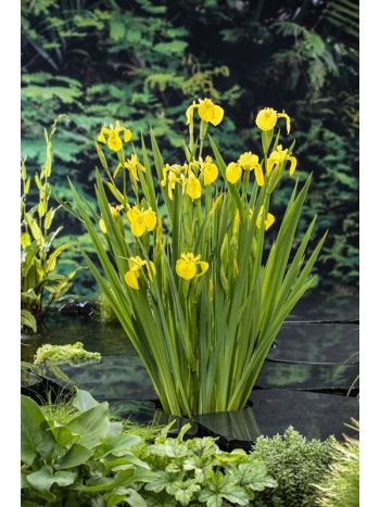 IRIS PSEUDACORUS