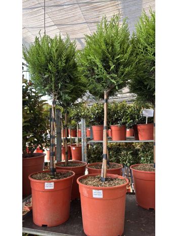 CUPR LEYLANDII CAST GOLD TÖRZSES ITA