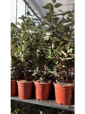 ELAEAGNUS COMP BOKOR ITA