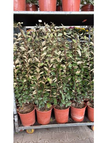 ELAEAGNUS COMP BOKOR ITA