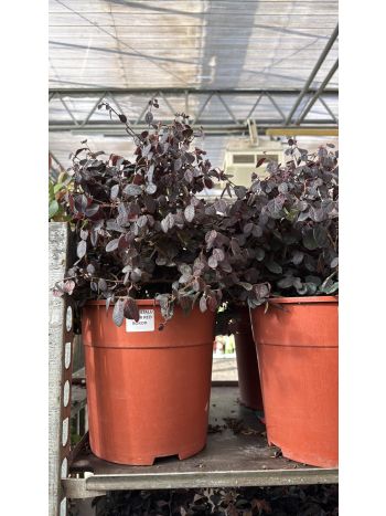 LOROPETALUM EVER RED BOKOR ITA