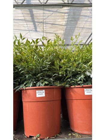 NANDINA LEMON LIME BOKOR ITA