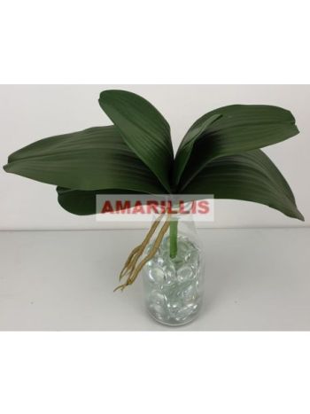 Orchidea levél 25039