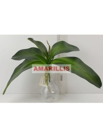 Orchidea levél 25802