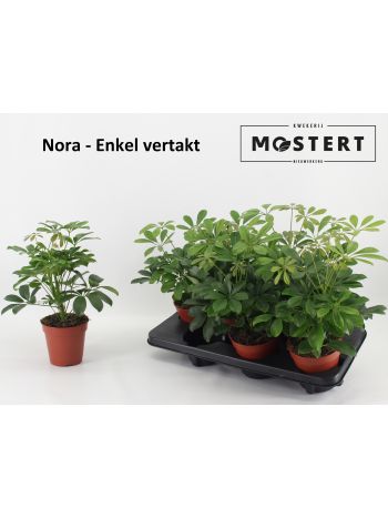 SCHEF AR NORA