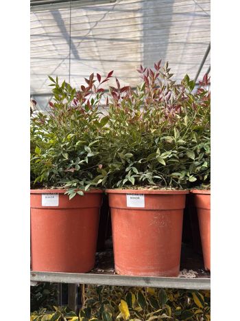 NANDINA OB BOKOR ITA