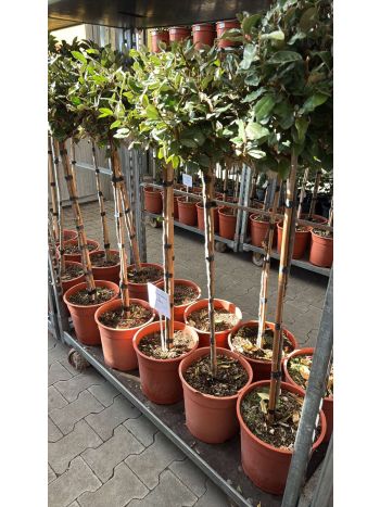 ELAEAGNUS COMP TÖRZSES ITA