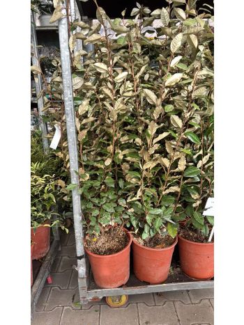ELAEAGNUS COMP TÖRZSES ITA