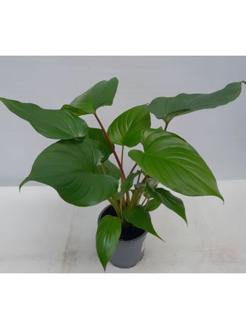 HOMAL RUBESCENS