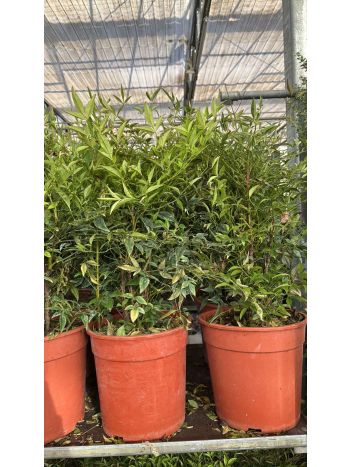 NANDINA DOM BOKOR ITA