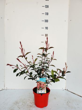 PHOTINIA CARRE ROUGE