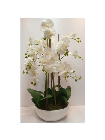 Cserepes orchidea