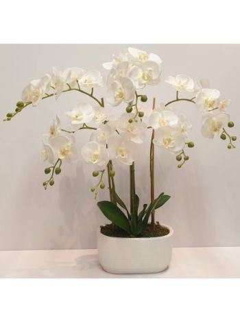 Cserepes orchidea
