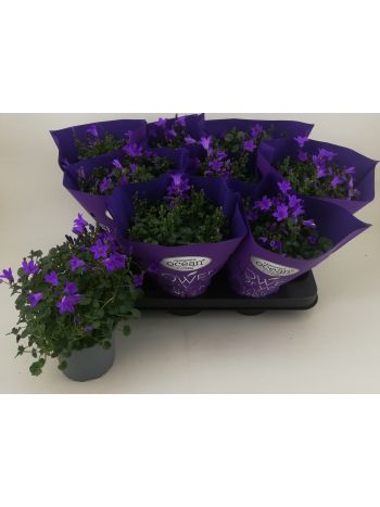 ZZ CAMP METAL CELÓS