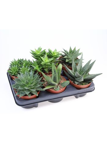 ALOE HAWORTHIA MIX