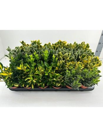 EUONYMUS MIX