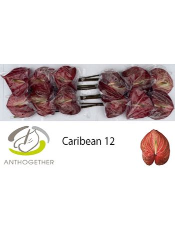 ANTH A CARIBEAN *12