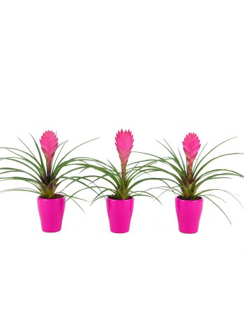 ZZ TILL CYANEA KASPÓS