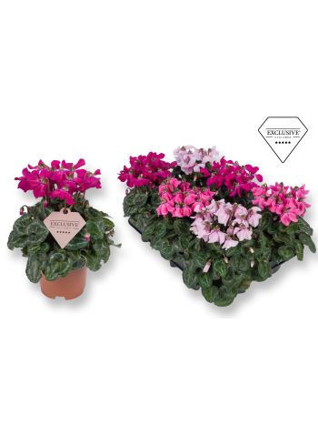 CYCL PETTICOAT MIX