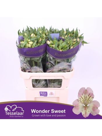 ALSTR WONDER SWEET