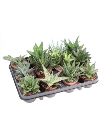 ALOE HAWORTHIA MIX