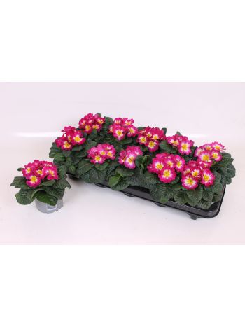 PRIM AC ROSE BICOLOR