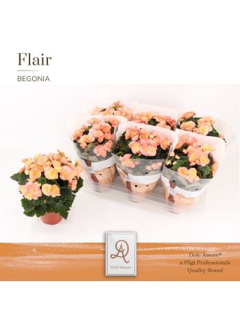 ZZ BEGONIA HAILEY SUNSET