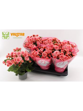 BEG DU BORIAS BELISSIMA