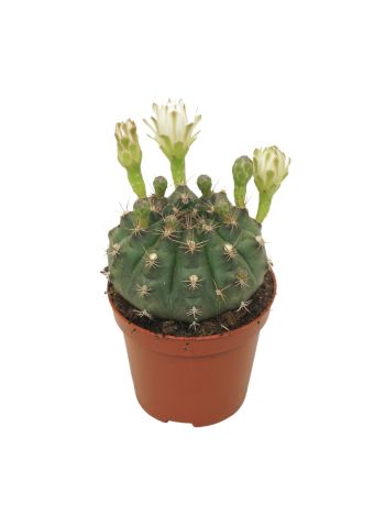 GYMNOCALYCIUM DAMSII FEHÉR